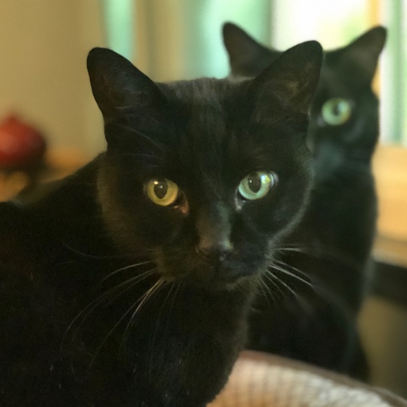 Meet your Posher, Marcy - Picture 3 of 6